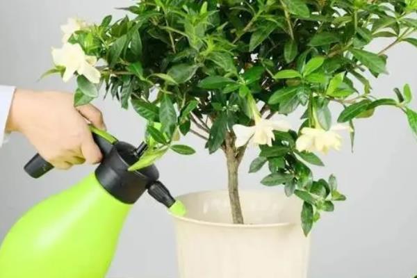 栀子花包没开就掉了的解决办法，可以考虑追加养料