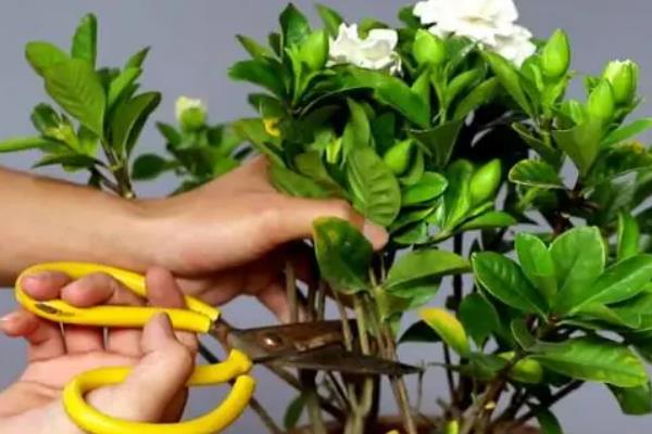 栀子花包没开就掉了的解决办法，可以考虑追加养料