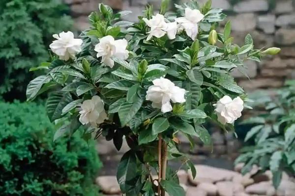 栀子花包没开就掉了的解决办法，可以考虑追加养料