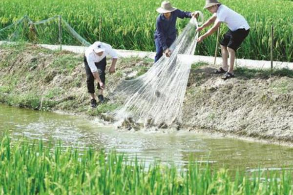 罗非鱼的养殖要点，需定期给池塘内增氧