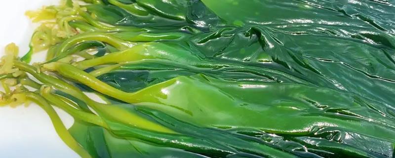 海带苗是海带吗，二者是同一种东西