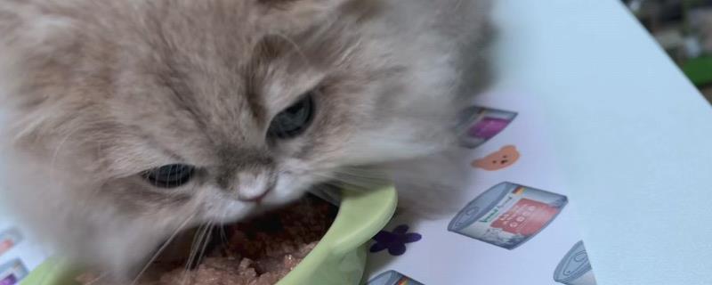 猫咪能吃以及不能吃哪些食物，胡萝卜和三文鱼等食物有益健康、牛油果和洋葱等食物禁喂