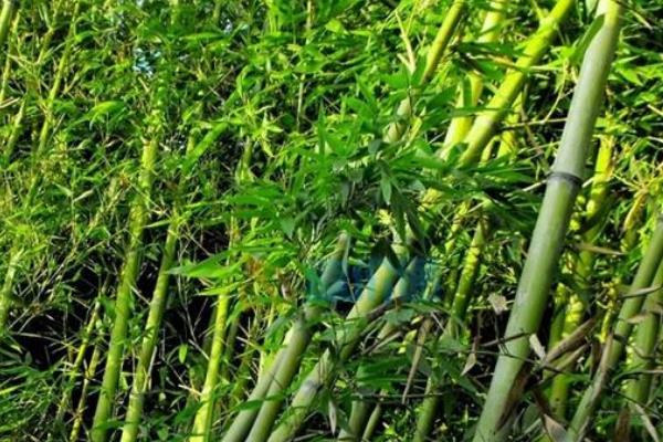 竹子的外形特点，其竿部直立并长有竹节