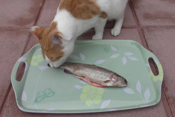 猫咪能吃以及不能吃哪些食物，胡萝卜和三文鱼等食物有益健康、牛油果和洋葱等食物禁喂