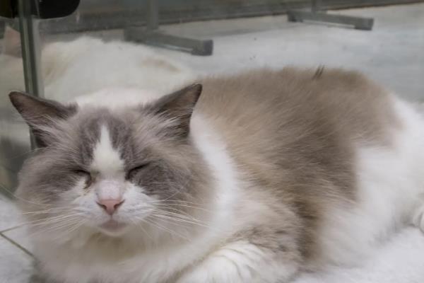 养殖布偶猫要注意什么，平时要细心照顾并多陪伴