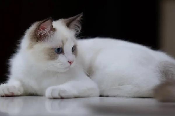 养殖布偶猫要注意什么，平时要细心照顾并多陪伴