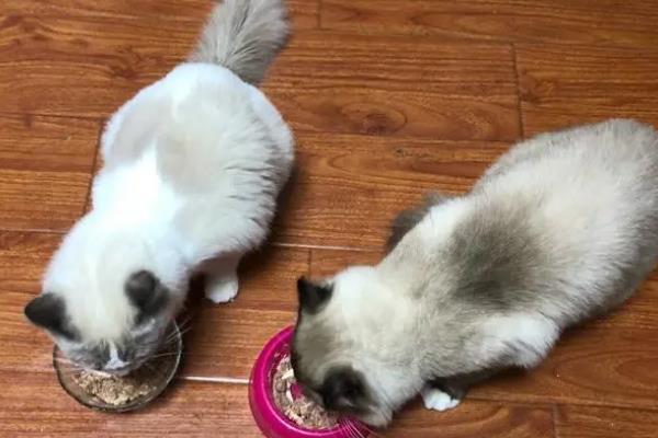 养殖布偶猫要注意什么，平时要细心照顾并多陪伴