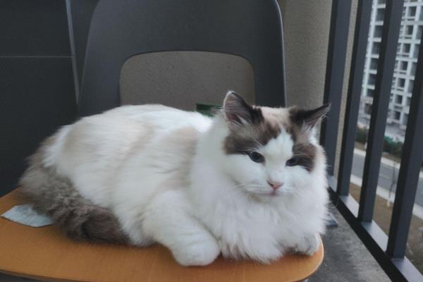 养殖布偶猫要注意什么，平时要细心照顾并多陪伴