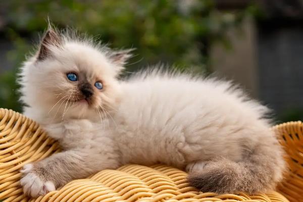 养殖布偶猫要注意什么，平时要细心照顾并多陪伴