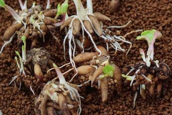花毛茛种球怎么种植，把温度保持在8-20℃