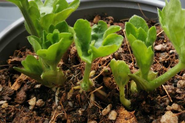 花毛茛种球怎么种植，把温度保持在8-20℃
