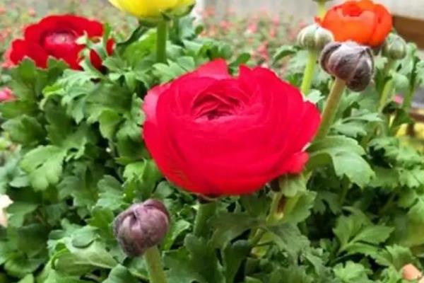 花毛茛种球怎么种植，把温度保持在8-20℃