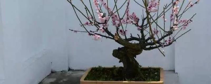 梅花盆景夏季是否怕晒，遇到强光时叶片会被灼伤