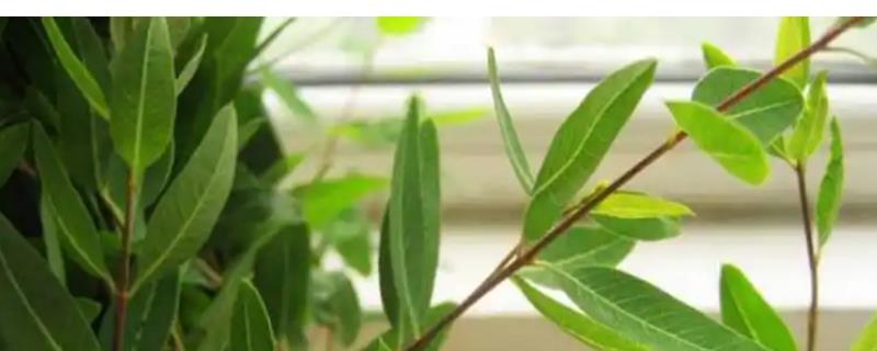 罗布麻叶的种植时间，3-4月份为种植适期