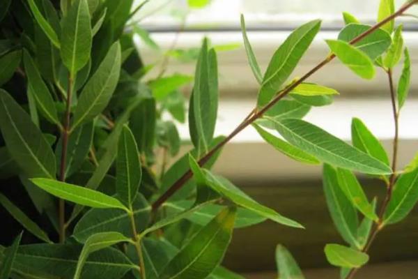 罗布麻叶的种植时间，3-4月份为种植适期