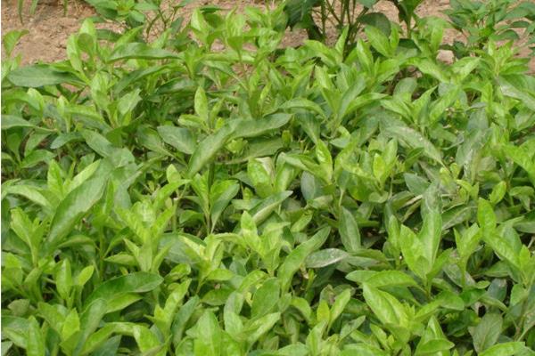 罗布麻叶的种植时间，3-4月份为种植适期