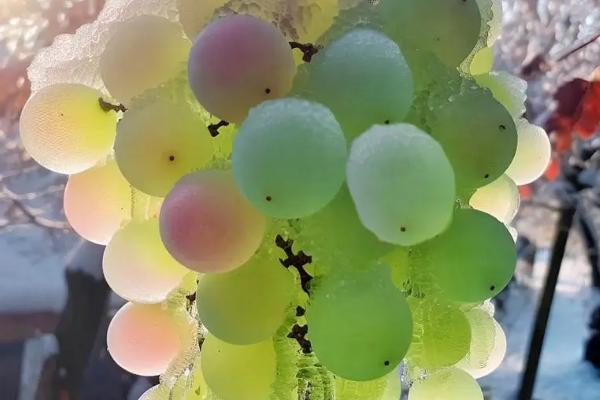 秋天成熟的水果有哪些，苹果、枣、柿子等品种会成熟