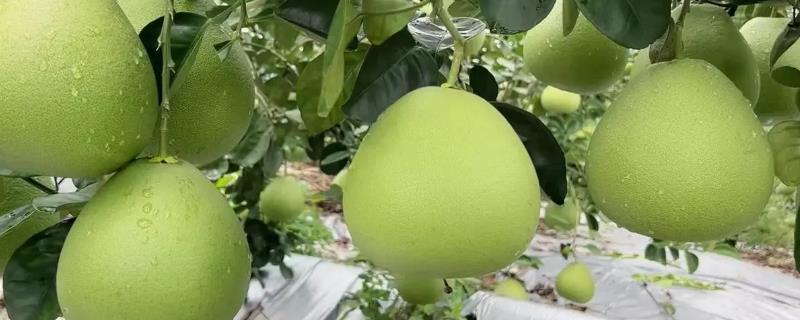 秋季柚子该怎么管理，可施用富含磷钾的农家肥