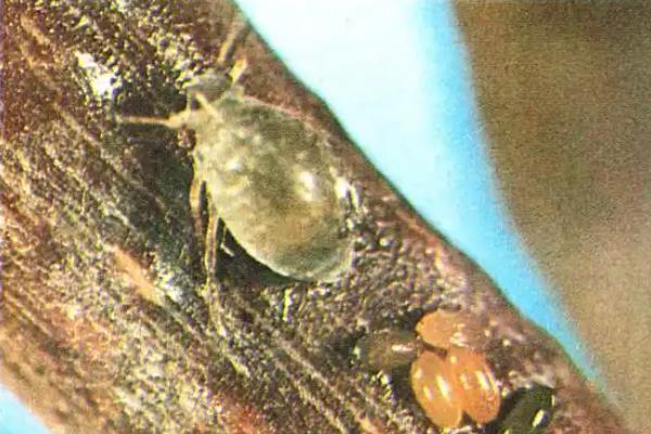 网目拟地甲是什么，是寄生于蔬菜、豆类等作物的害虫