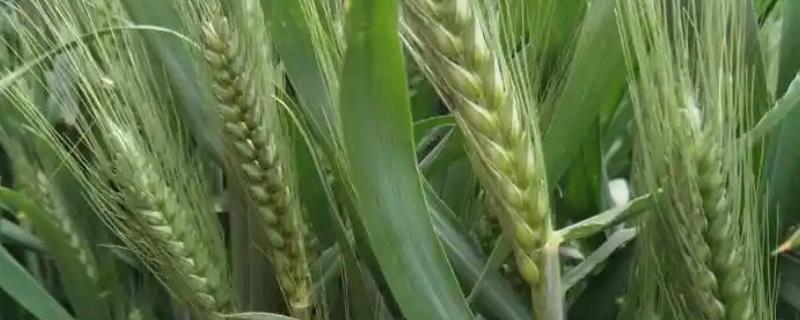 三抗一号小麦品种简介，产量通常为1300-1600斤左右/亩