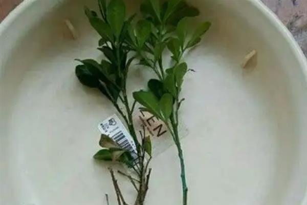 水培米兰出根的方式，选择较为粗壮的枝条水培