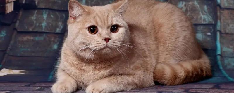 猫咪翘屁股的原因，可能是条件反射或发情等