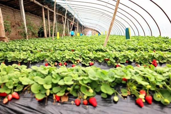 草莓大棚怎么通风，保持通风口的开口、闭口宽度一致