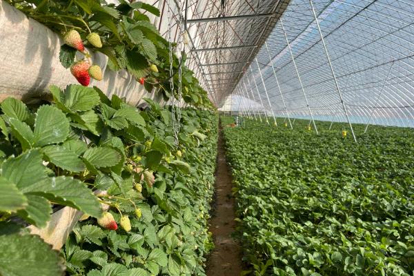 草莓大棚怎么通风，保持通风口的开口、闭口宽度一致