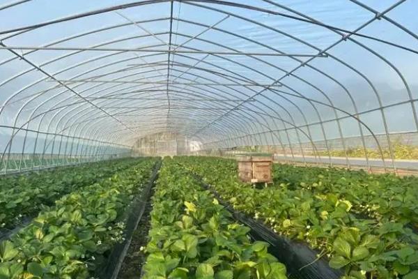 草莓大棚怎么通风，保持通风口的开口、闭口宽度一致