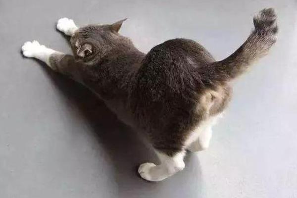 猫咪翘屁股的原因，可能是条件反射或发情等