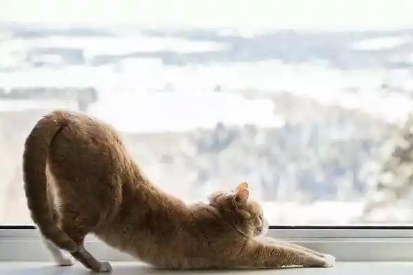 猫咪翘屁股的原因，可能是条件反射或发情等