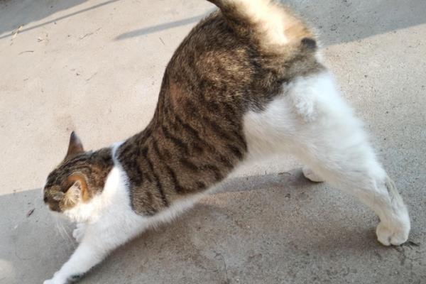 猫咪翘屁股的原因，可能是条件反射或发情等