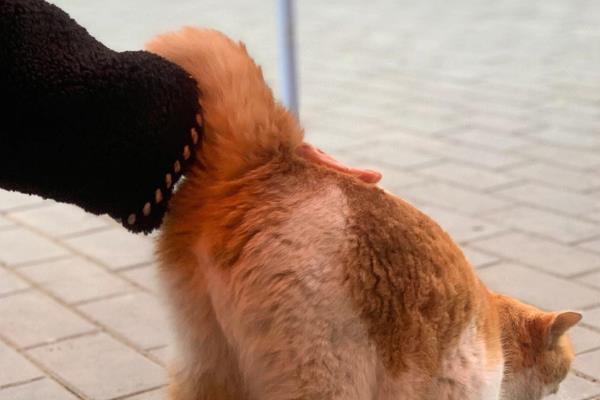 猫咪翘屁股的原因，可能是条件反射或发情等
