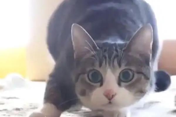 猫咪翘屁股的原因，可能是条件反射或发情等