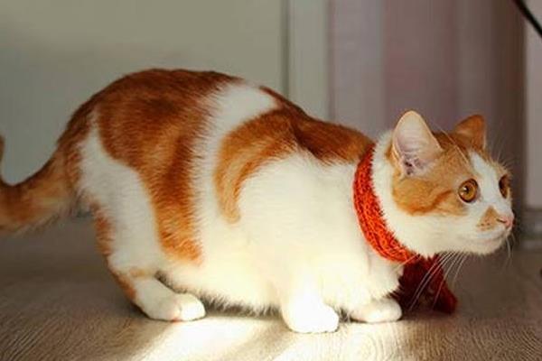 猫咪翘屁股的原因，可能是条件反射或发情等