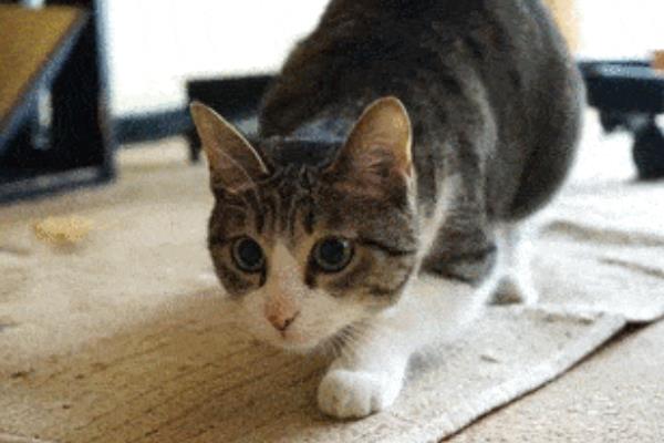 猫咪翘屁股的原因，可能是条件反射或发情等