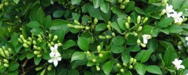 七里香花和海桐花的区别，品种、形态均不同