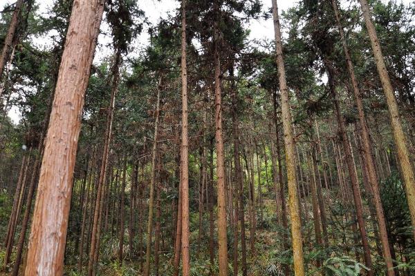 杉木的价值，可用于建筑、造船、制药等