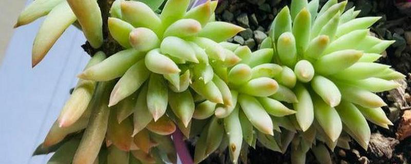 千佛手的花语，寓意善良热心、积极向上等