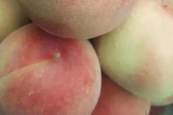 中桃十三号毛桃的特点，其果肉非常硬且脆甜可口