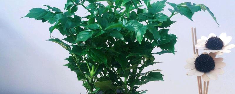 幸福树冬天如何浇水，土壤发干了就要浇水了