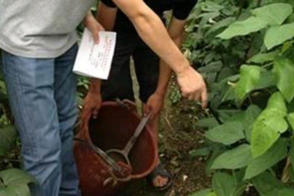 怎样种豆角，播种时需采取穴播的方式