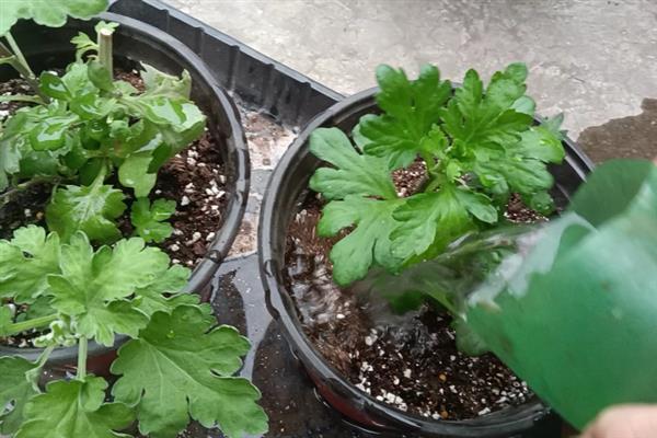 蛇目菊的播种繁殖方法，春季和秋季均可进行