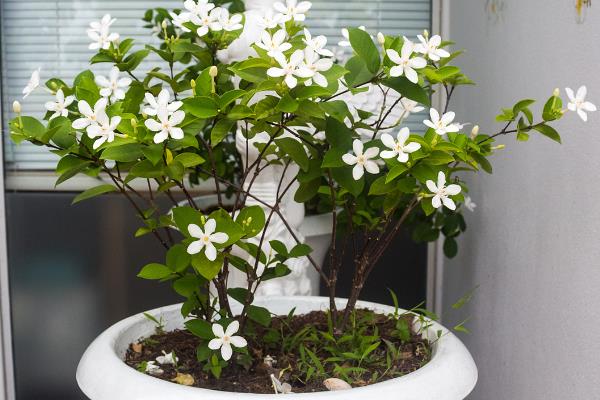 茉莉花能淋雨吗，若雨水较大则不建议淋