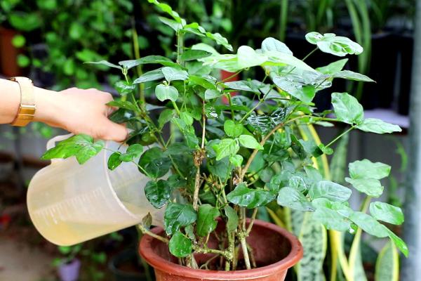 茉莉花能淋雨吗，若雨水较大则不建议淋