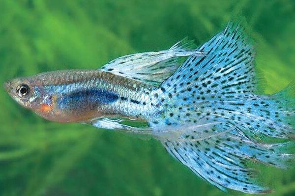 孔雀鱼难产会死掉吗，孔雀鱼难产是有可能会死掉的