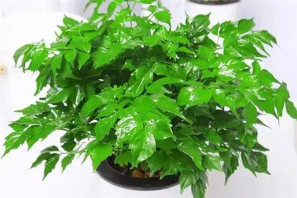 幸福树冬天如何浇水，土壤发干了就要浇水了