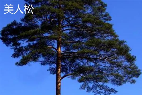 吉林省和龙市的特产，和龙大米畅销全国