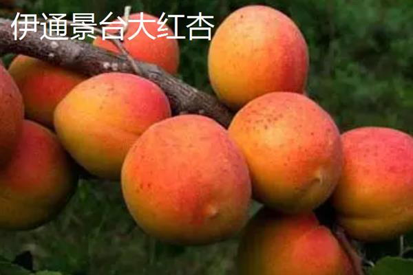 吉林省和龙市的特产，和龙大米畅销全国