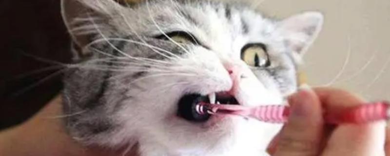 猫咪的口臭如何改善，首先要做好口腔的清洁